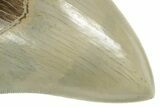 Serrated, Fossil Megalodon Tooth - Collector Quality Meg #238954-3